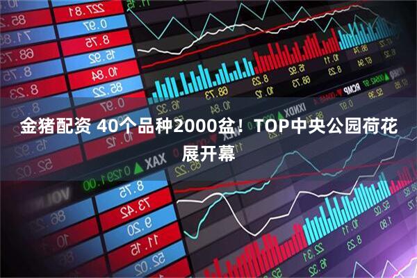 金猪配资 40个品种2000盆！TOP中央公园荷花展开幕